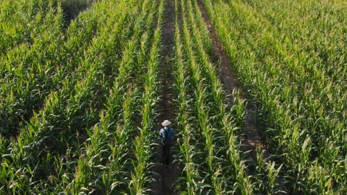 Farmer Walking Through Cornfield Top View