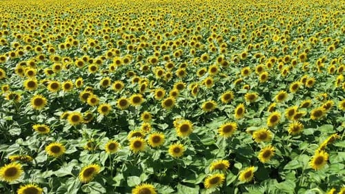 Schnelles Fliegen über den Sonnenblumen