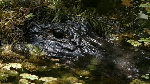 Alligator Lurking in Swamp Water Weeds