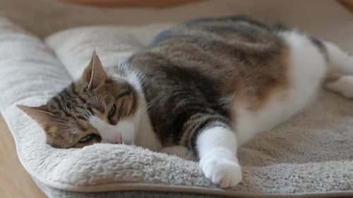 Cute Sleepy Tabby Cat Relaxing On Fluffy Bed At Home. Medium Shot