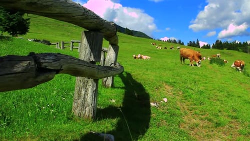 Hard of Cows auf der Hochgebirgsweide