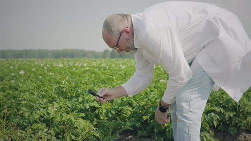 Scientist Inspecting Crop Field with Magnifying Glass