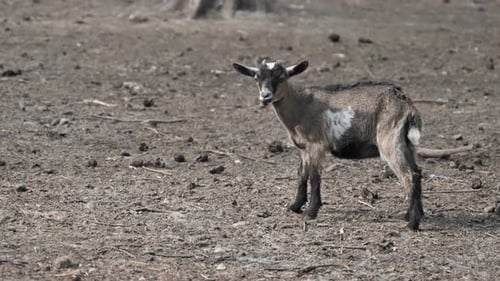 Little Goat. Goat in a Park