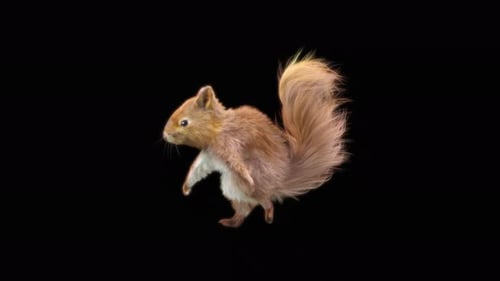 66 Eichhörnchen tanzen 4K
