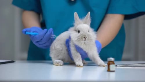 Vet Giving White Rabbit an Injection