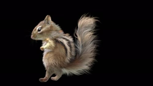 Chipmunk Tanzen 4K