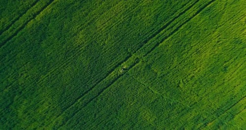 Beautiful Woman Spinning in a Green Wheat Field in Summer