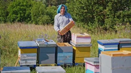 Beekeeper Inspecting Honeycomb Frame at Beehives