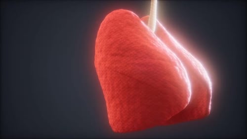Loop 3d Rendered Medically Accurate Animation of the Human Lung
