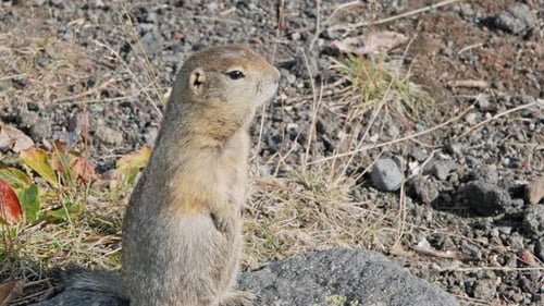 American Gopher Standing
