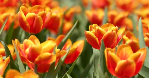 Beautiful Tulip farm