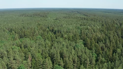 Forest-Antenne