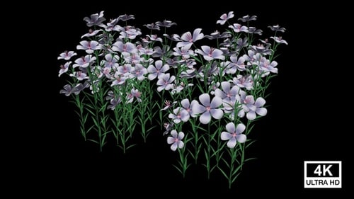 Animated Flowering Plants Growing with Alpha Channel