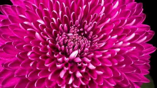 Close-Up of Beautiful Pink Flower Blooming