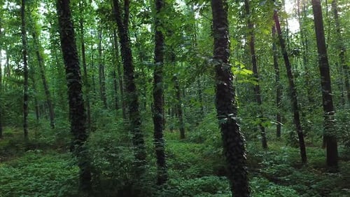 Comforting Forest