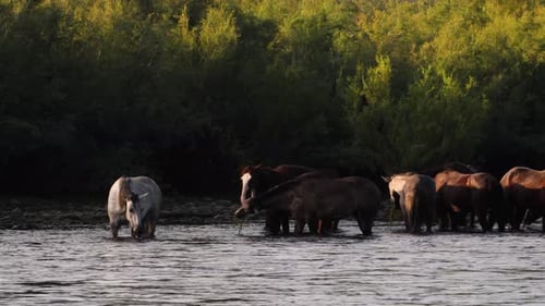 Tilting view of wild horses eating at dusk in a river in Arizona