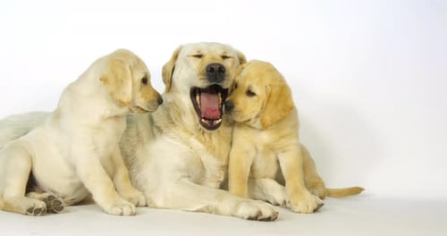 Gelber Labrador Retriever, Hündin und Welpen auf weißem Hintergrund, Gähnen und Lecken, Normandie
