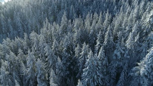 Aerial View of the Snow-covered Spruce Forest