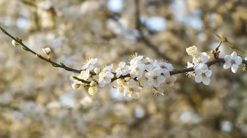 Close up of fresh white blooming flowers on a tree branches in early spring.