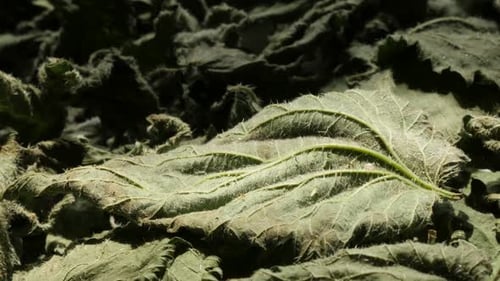 Common nettle Urtica dioica leaves dried for tea 4K video