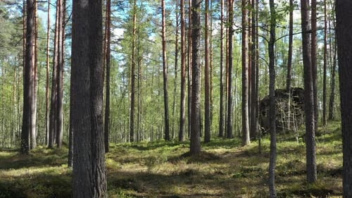 Sommerlicher Wald