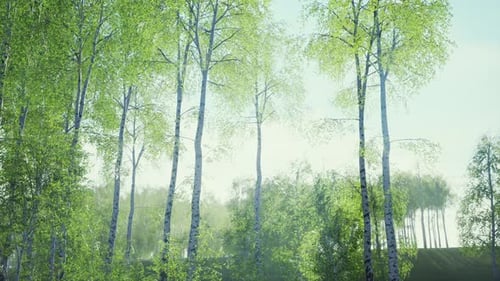 White Birch Trees in the Forest in Summer