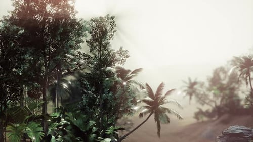 Tropical Palm Rainforest in Fog