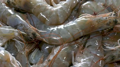 Close-Up of Pile of Raw Shrimp