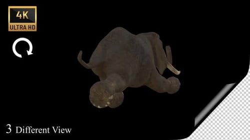Elephant Swim Pack
