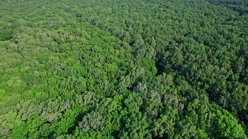 Beautiful Drone Aerial View of Tree Tops Rainforest