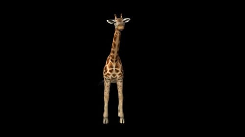 Giraffenfleisch 3