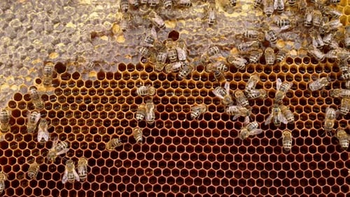 Beautiful Striped Domestic Bees Waving Wings Moving Making Organic Honey
