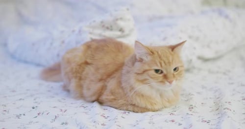 Ginger Cat Lying on Bed Curled Up