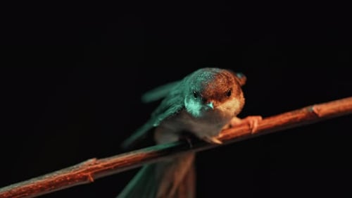 Whitethroated Swallow Hirundo Rustica Sitting on Wooden Branch and Rests