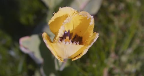 Close Up of Single Yellow Fringed Tulip