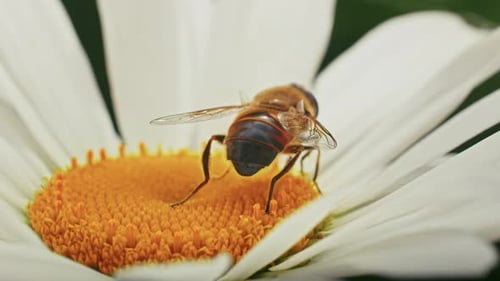a Bee Collects Nectar on a Camomile