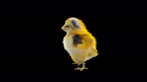 Animated Realistic 3D Rendered Chick Loop