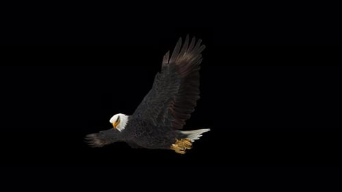 4K Eagle-Gleiten