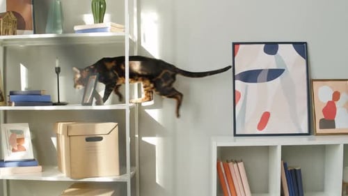 Cat Leaping Across Bookshelf in Sunny Room