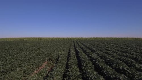 Flying Above Soy Bean Field