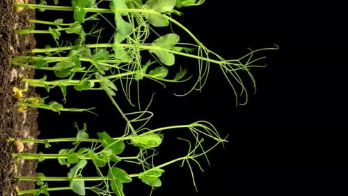 Peas Beans Growing on Black Background
