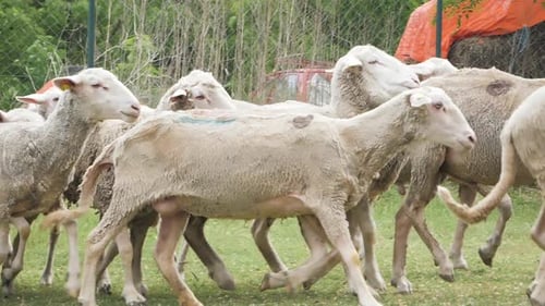 Schaf