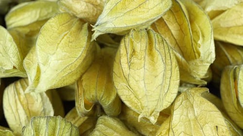 Rotierende Physalis-Pflanze mit Blumen in Form von Laternen.
