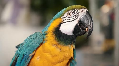 Colorful Parrot with Bright Plumage of Blue Yellow Green and White Color