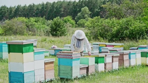 Beekeeper Tending Beehives in Rural Setting