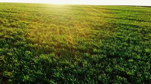 Wunderschönes grünes Feld bei Sonnenuntergang - Luftaufnahme, Drohnenflug