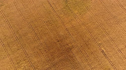 Flying Over Field of Yellow Ripe Wheat During Dawn Sunset
