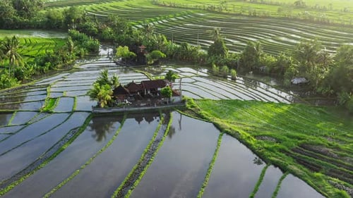 Beautiful Aerial Shot Of Planting Rice On Big Field Filled By Water. Clouds Reflecting In The Water