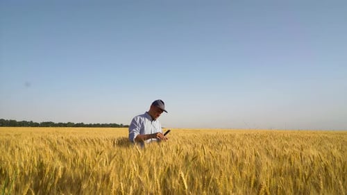 Agronomist examining crops in wheat field in summer