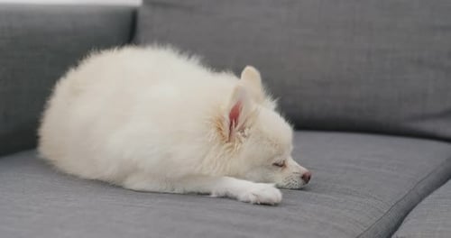 Small White Dog Sleeping on Gray Sofa